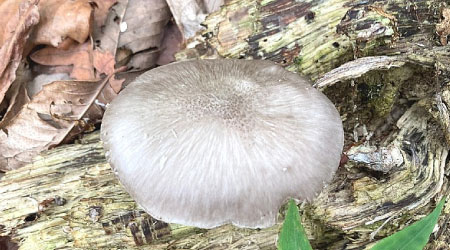 산나물 및 자연버섯